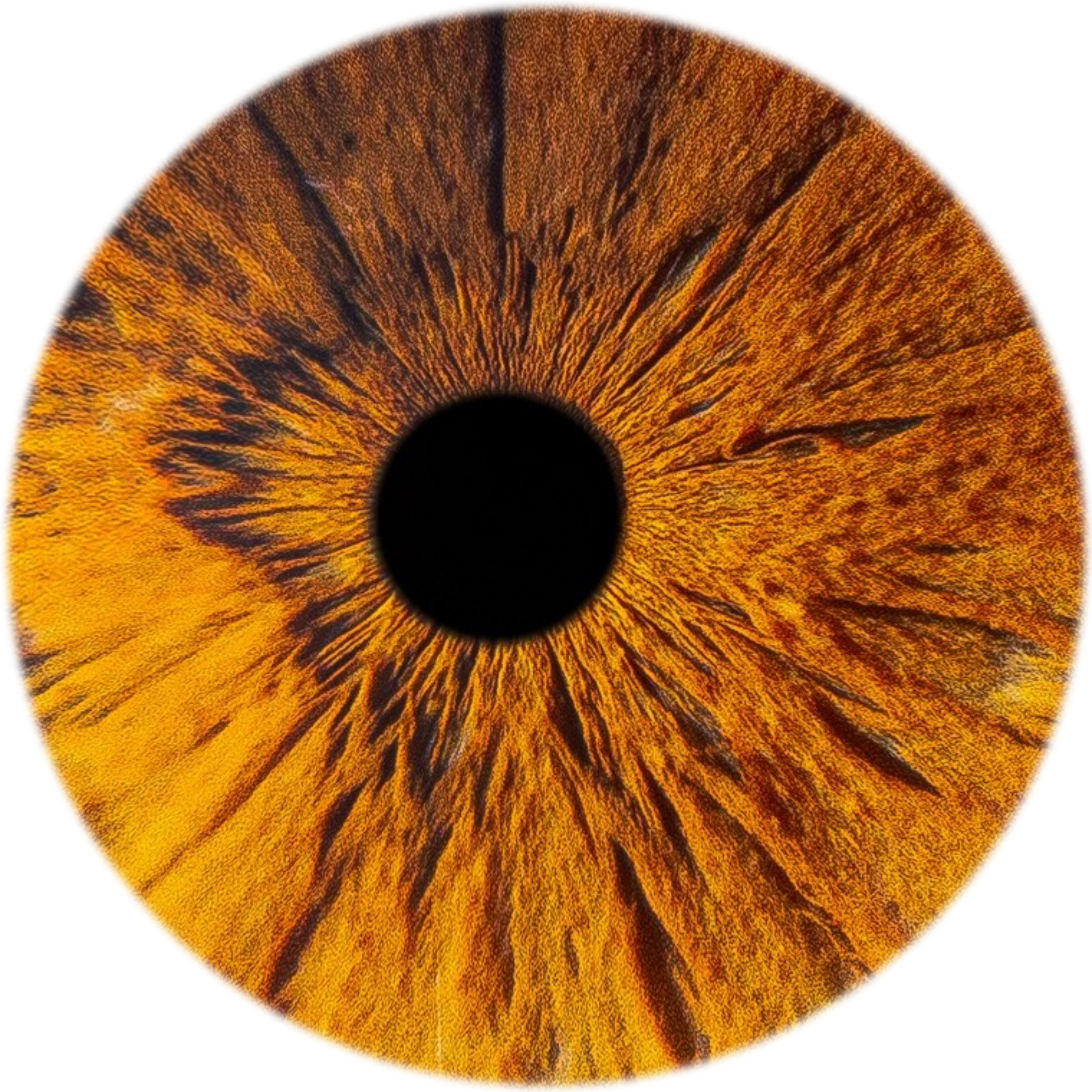 Карий глаз Эли